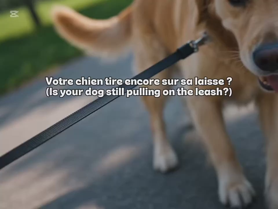 Laisse Chien Rétractable Automatique